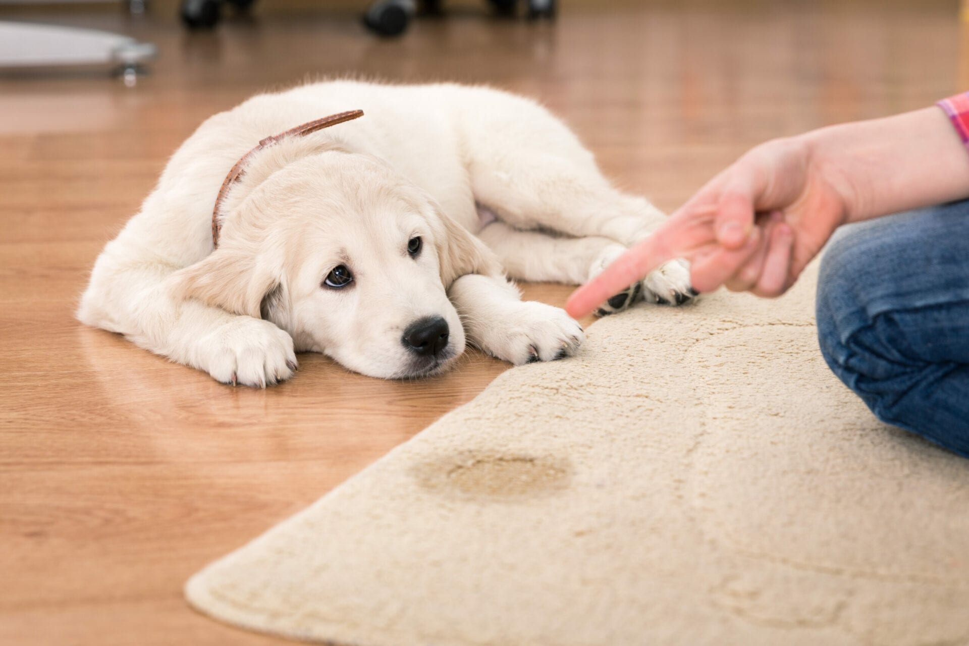 Golden retriever puppy looking guilty from his punishment